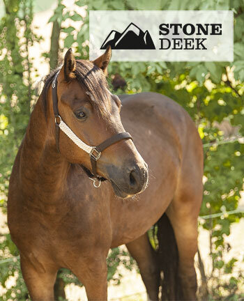 STONEDEEK Westernhalfter