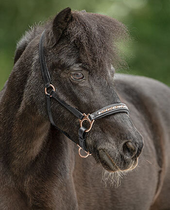 Pony- & Fohlenhalfter