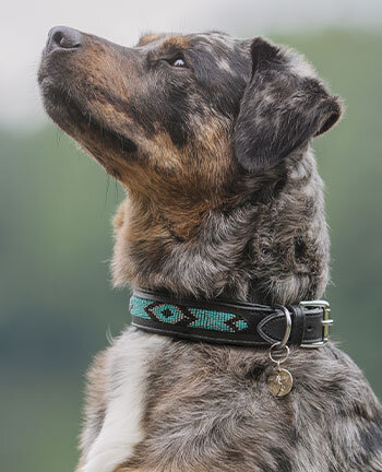 Hundehalsbnder & -geschirre