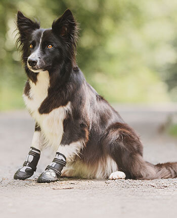 Accessoires fr Hunde
