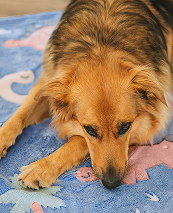 Hundebetten & -kissen