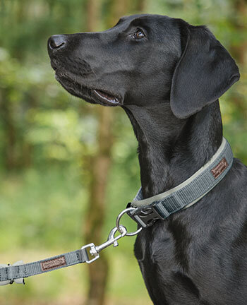 Hundehalsbnder & -leinen