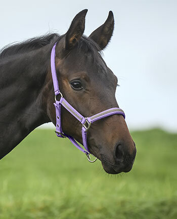 Pony & Fohlen