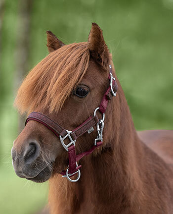 Pony- & Fohlenhalfter
