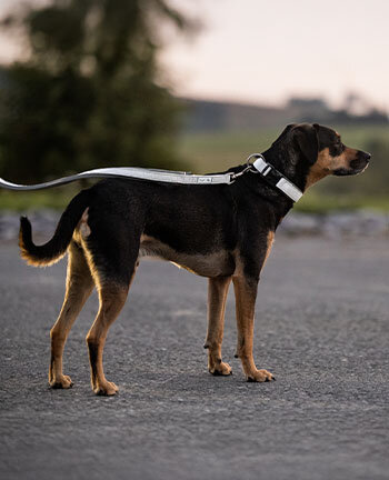 Reflexartikel fr Hunde