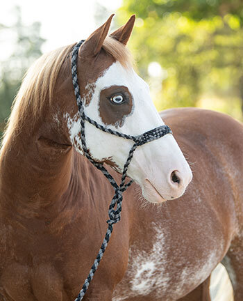 Westernhalfter & Stricke