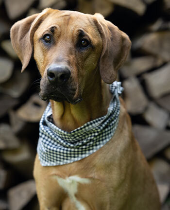 Hundezubeh�r & -accessoires