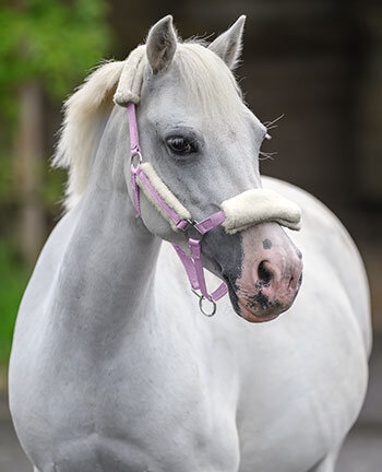 Pony- & Fohlenhalfter