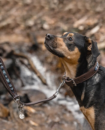 Hundehalsbnder & -leinen