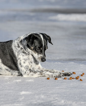 Hunde fttern