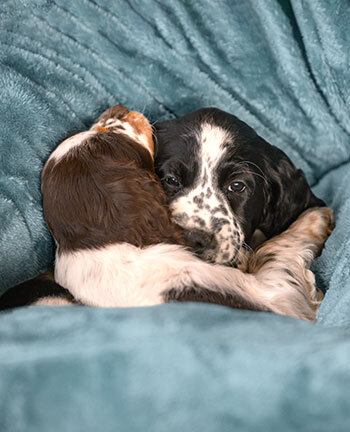 Hundebetten & -kissen