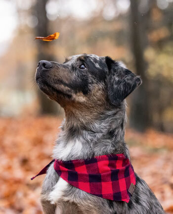 Hundezubeh�r
