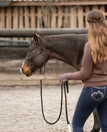 Horsemanship & Bodenarbeit