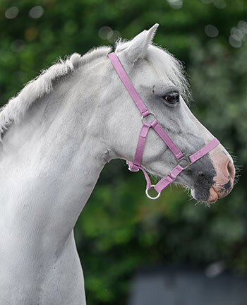Pony- & Fohlenhalfter