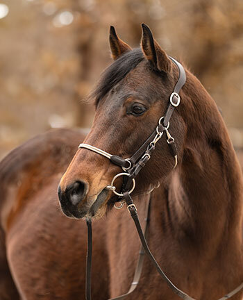 Wanderreittrensen & Zubeh�r