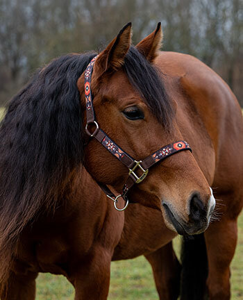 Westernhalfter & Stricke