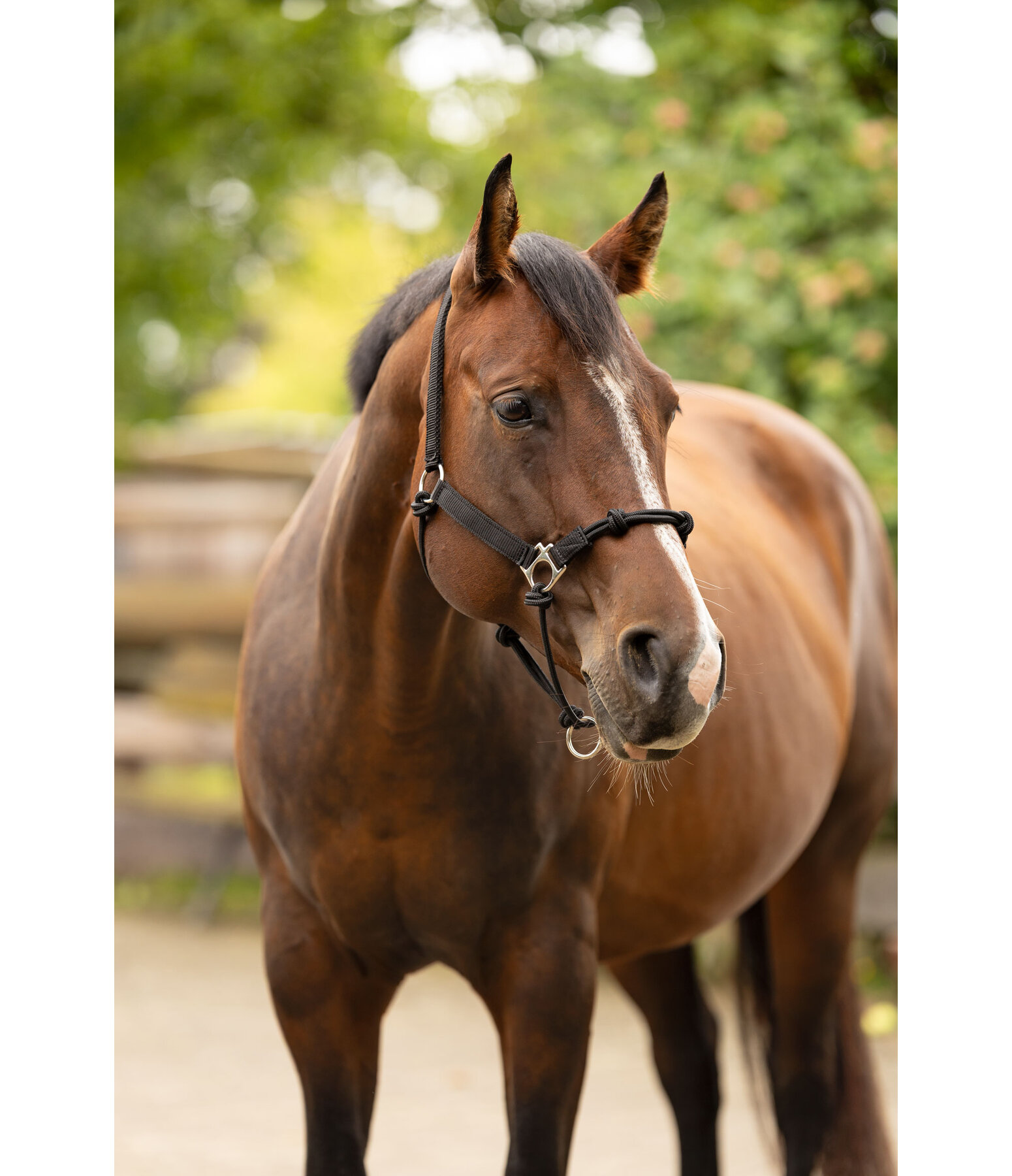 Hybrid Knotenhalfter