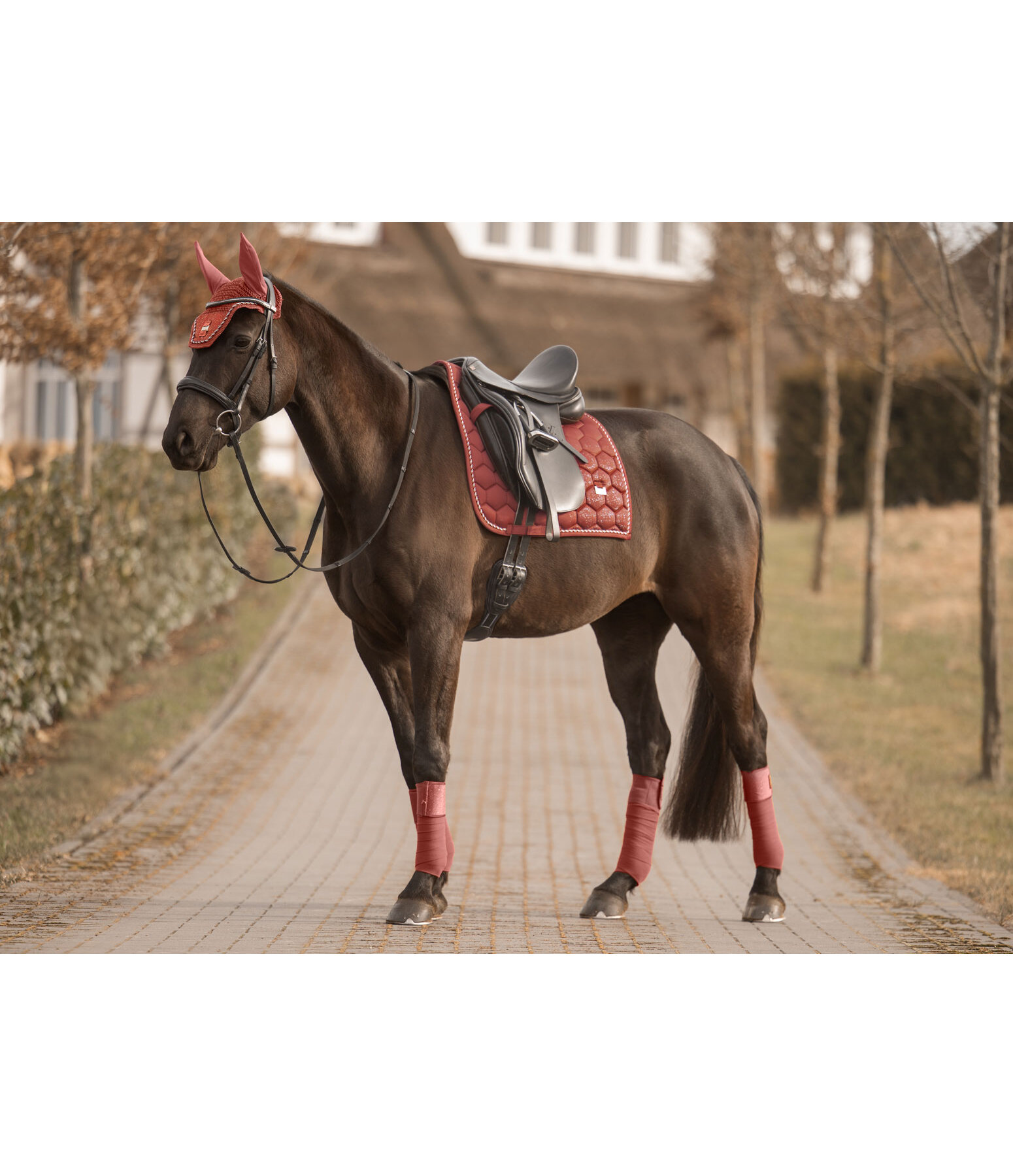 Schabracke Sparkling II
