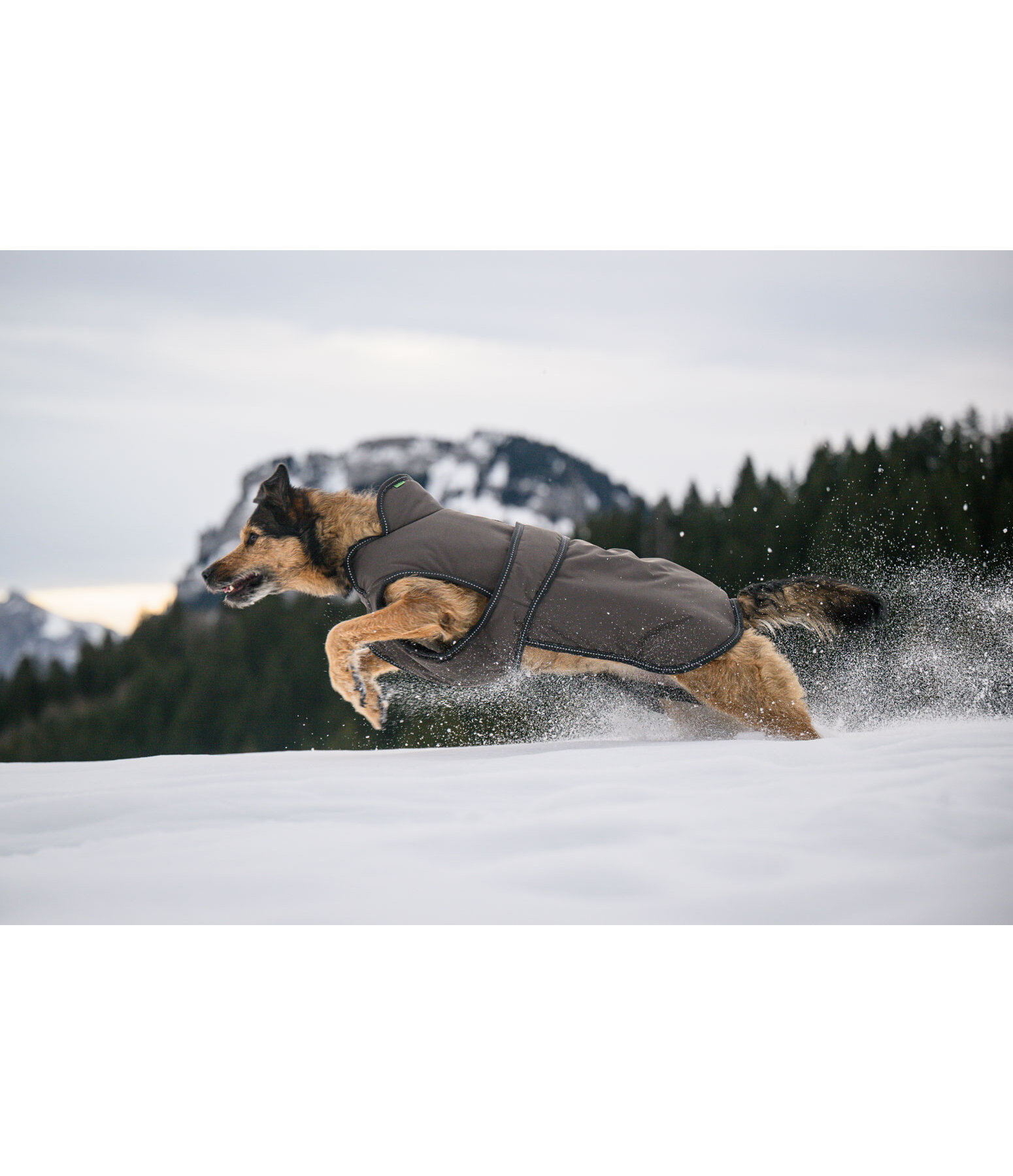 Hunde Wintermantel Eddie mit Fleeceinnenfutter, 200 g