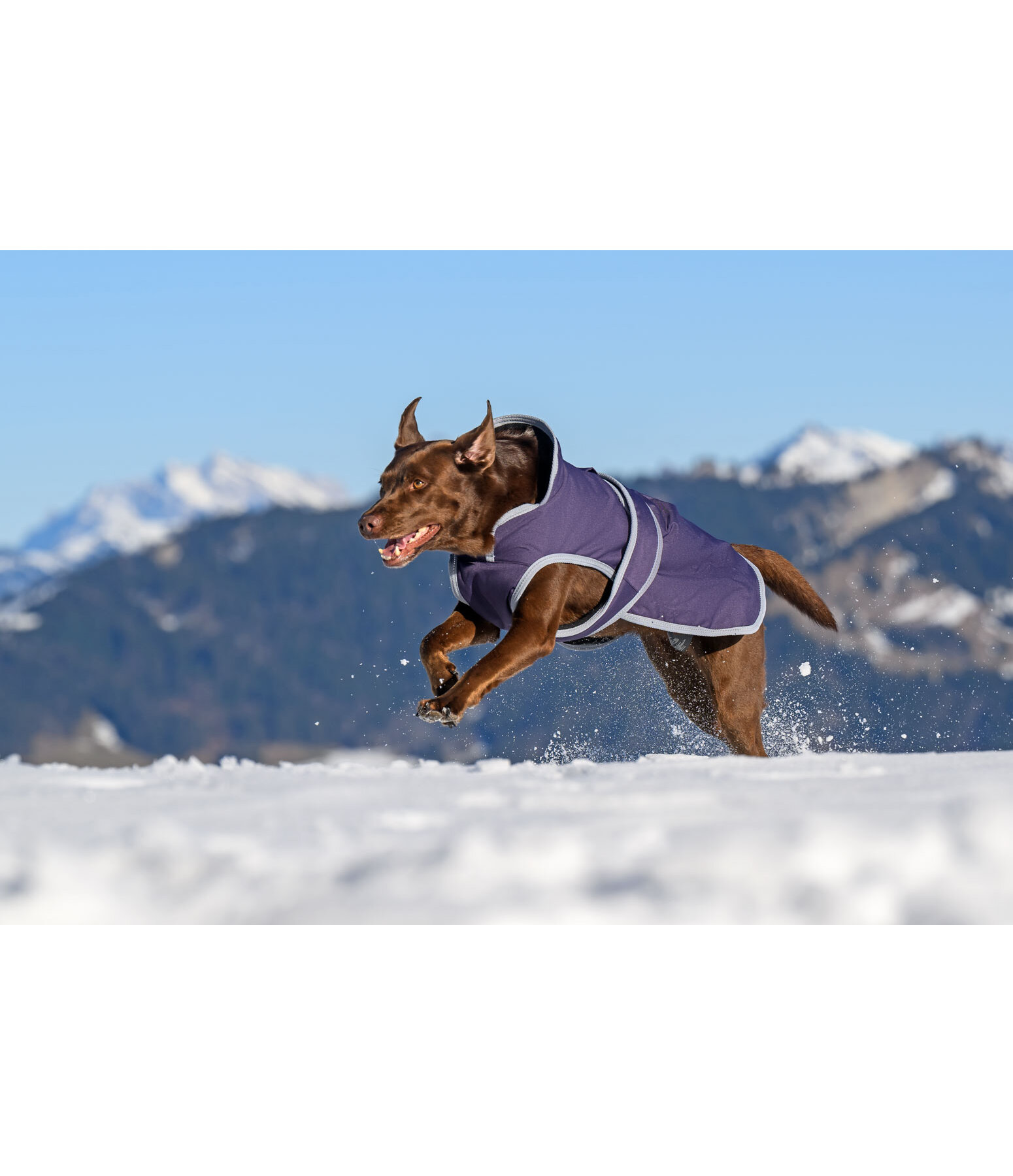 Hunde Wintermantel Eddie mit Fleeceinnenfutter, 200 g