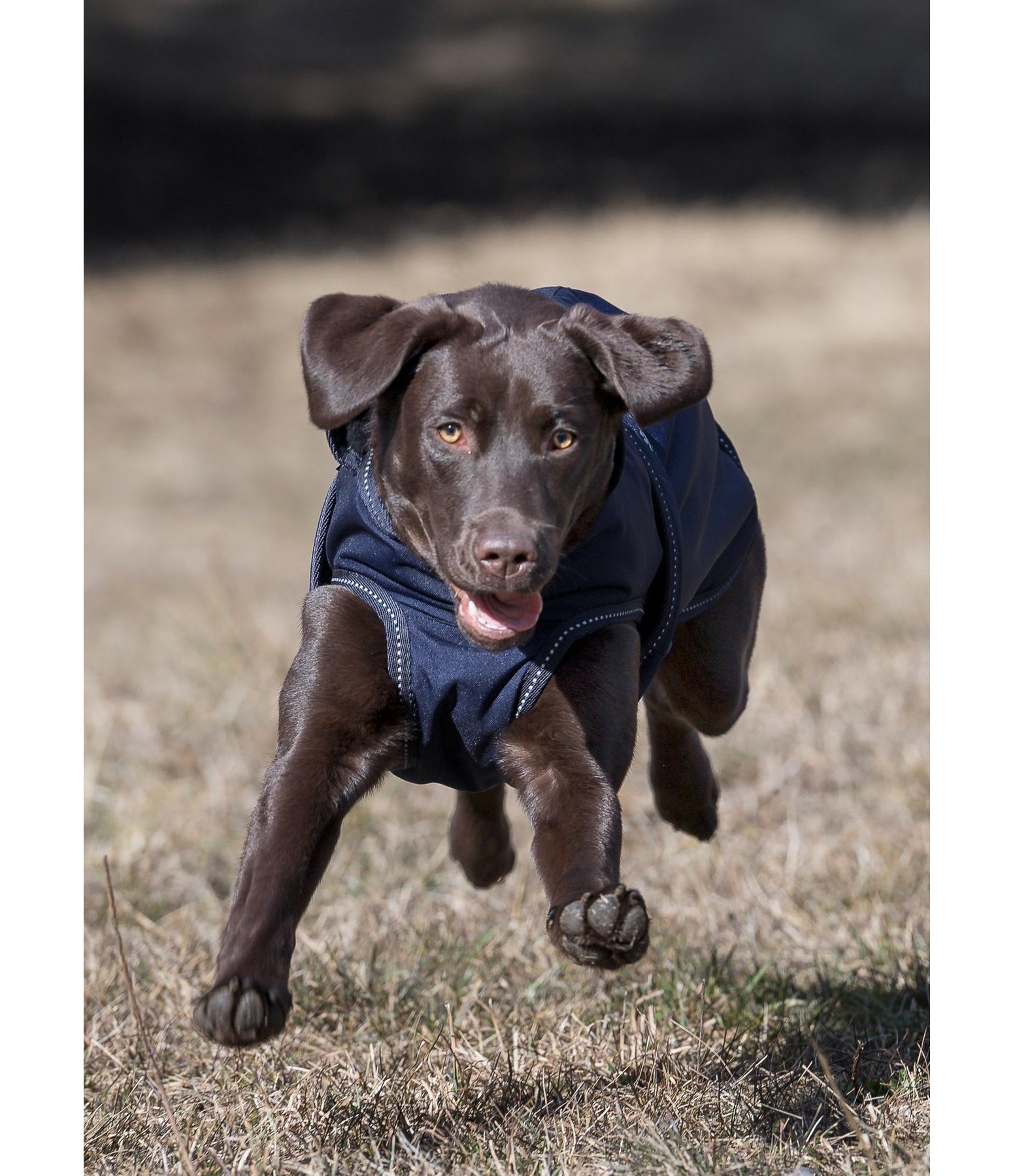 Hunde Wintermantel Eddie mit Fleeceinnenfutter, 200 g