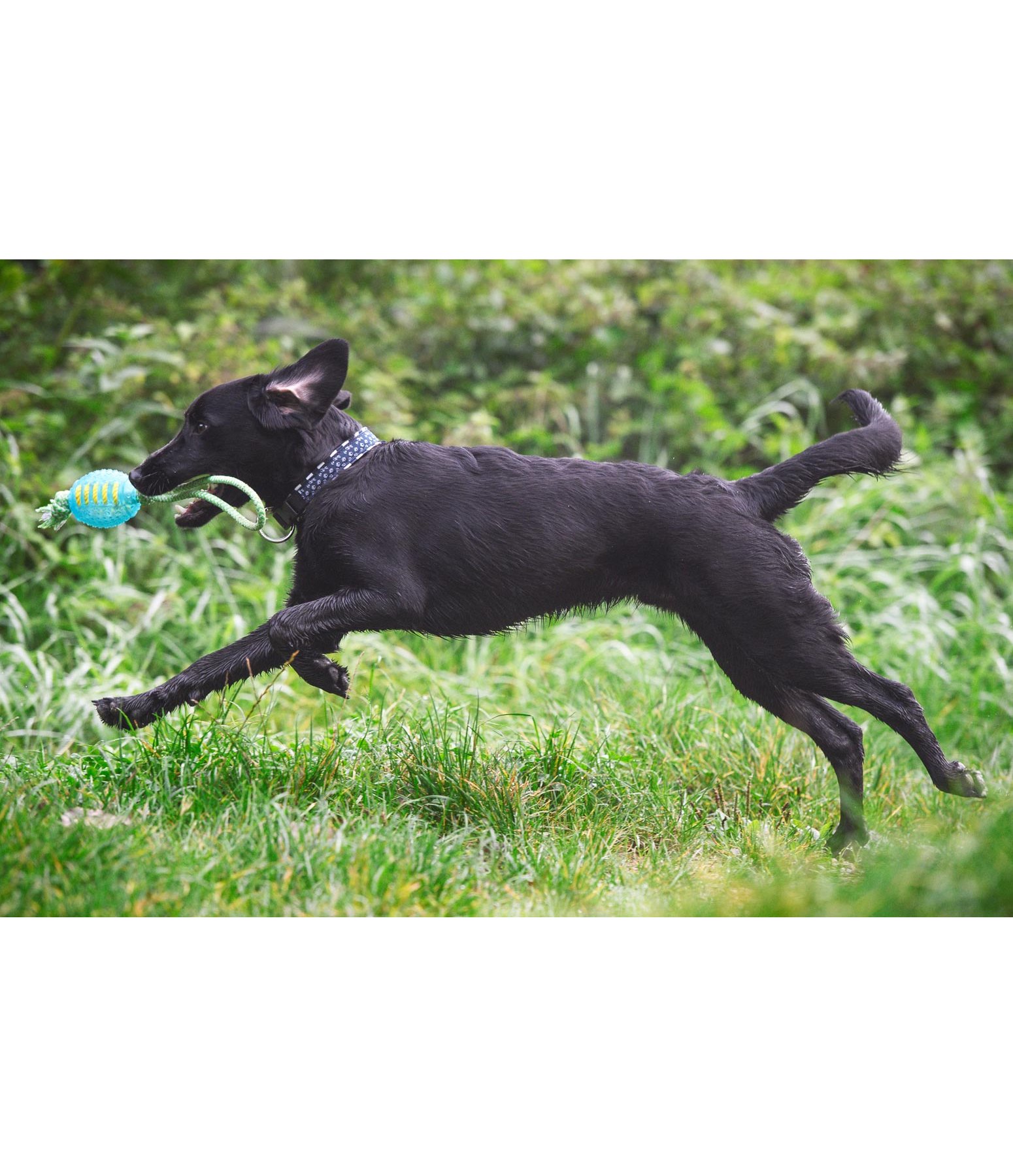 Hundespielzeug Max Hundezubehör Krämer Pferdesport Agulity Hunde Spielzeug ! Hunde Sprung Ring : in 68766