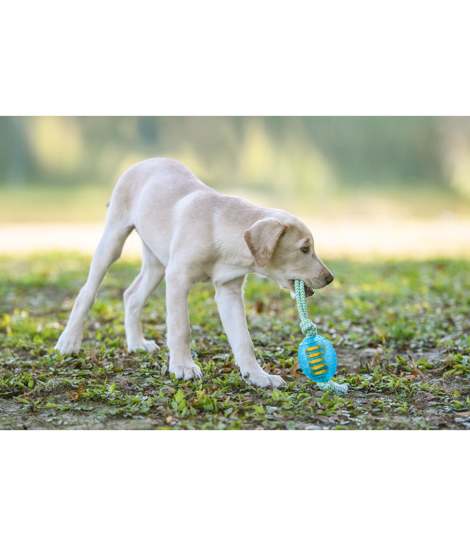 Hundespielzeug Max Hundezubehör Krämer Pferdesport Agulity Hunde Spielzeug ! Hunde Sprung Ring : in 68766