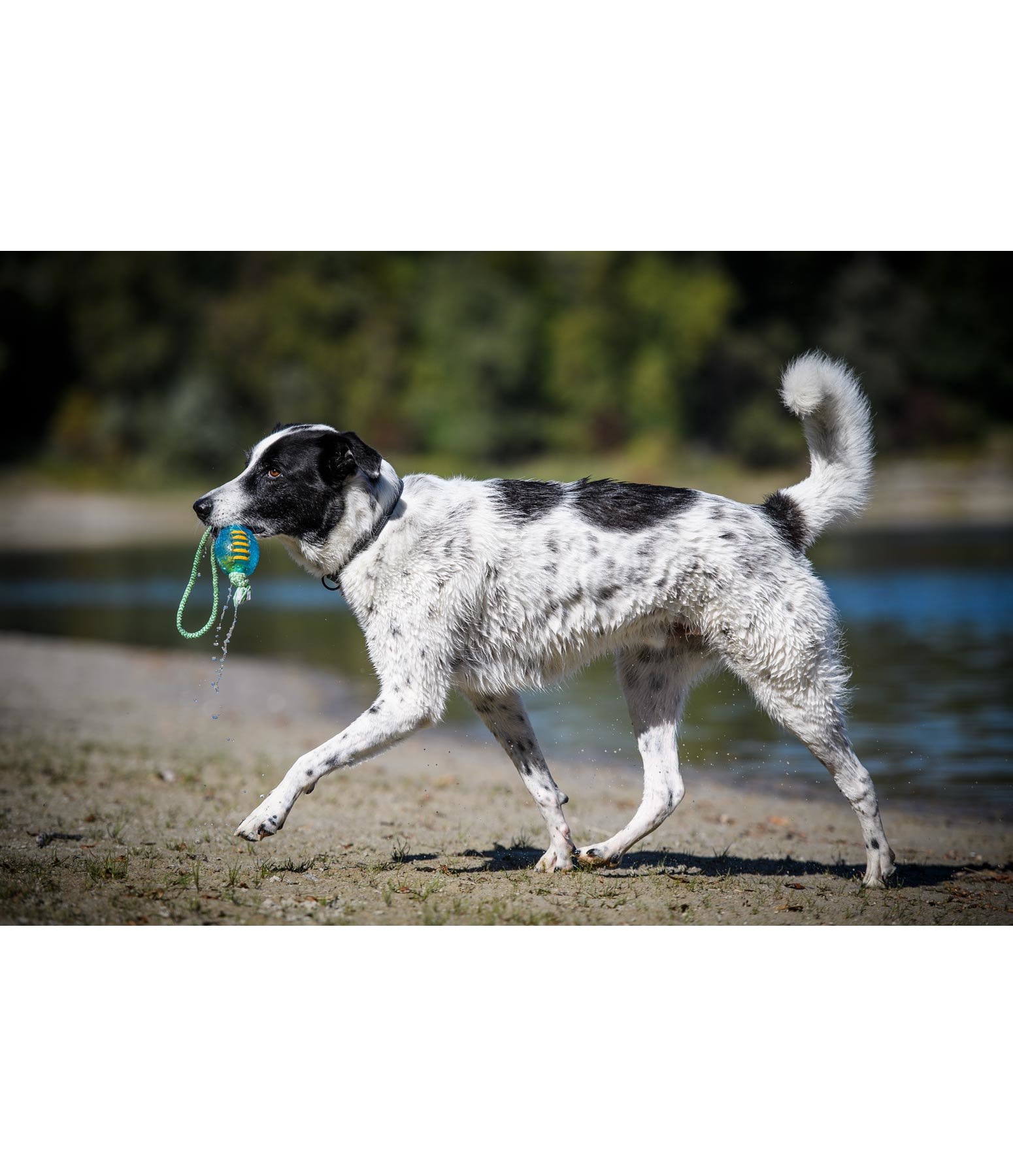 Hundespielzeug Max Hundezubehör Krämer Pferdesport Agulity Hunde Spielzeug ! Hunde Sprung Ring : in 68766