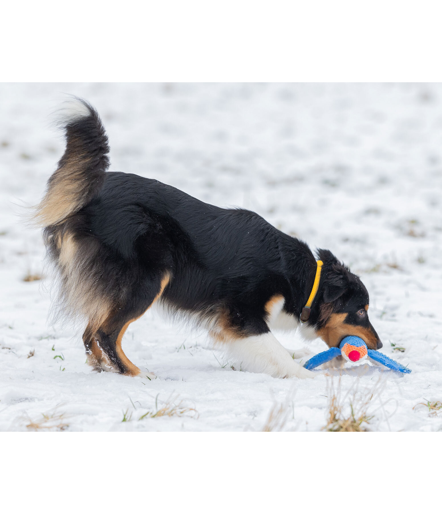 Hundehalsband Nature Rope