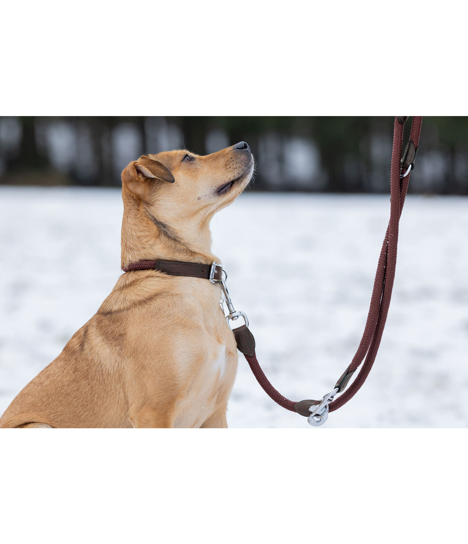 Hundeleine Rope