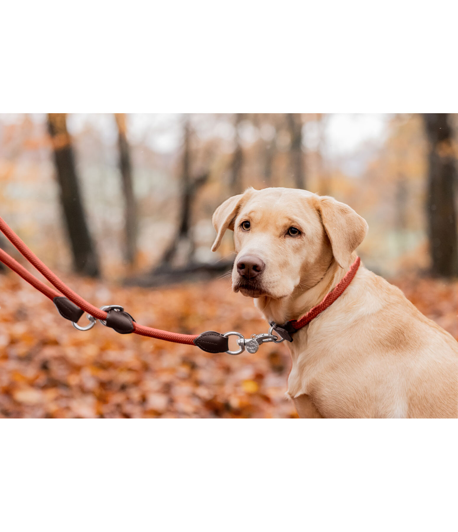 Hundeleine Rope