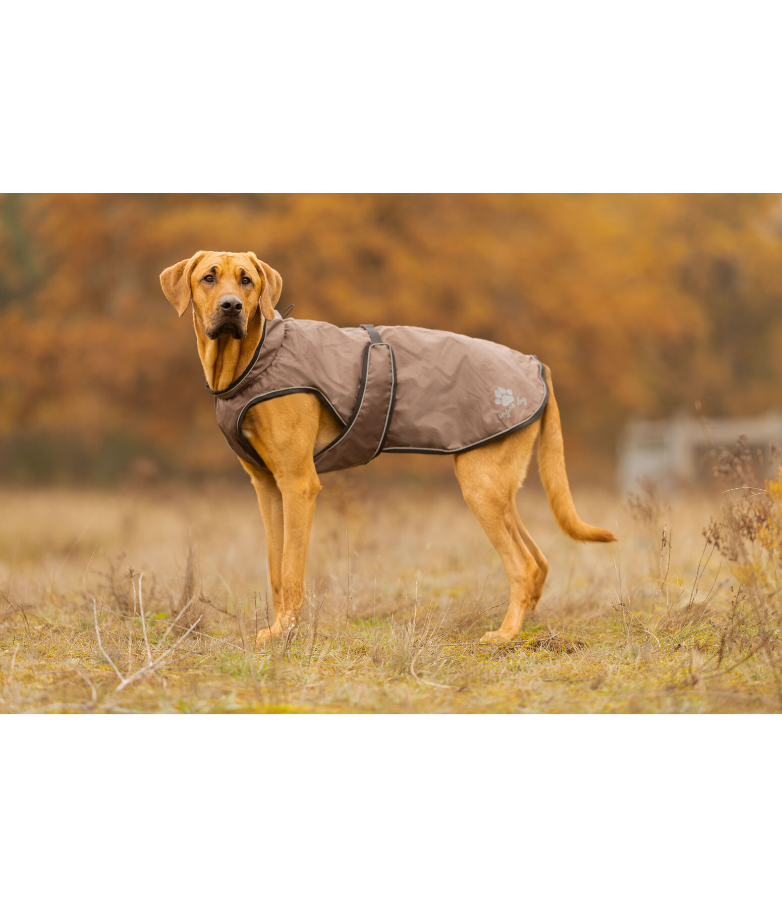 Hunde Regenmantel Eldoro II mit Fleeceinnenfutter, 0 g