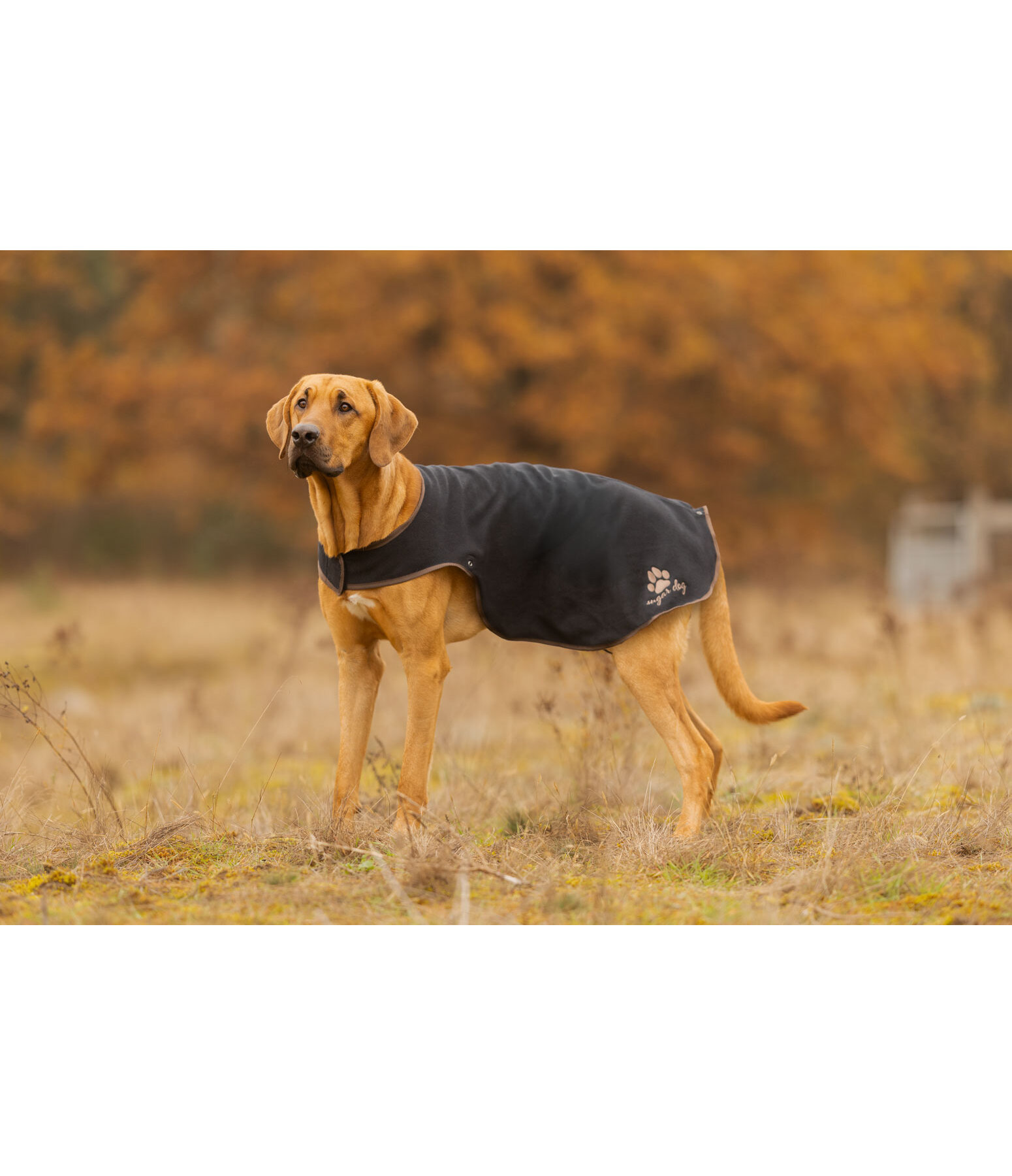 Hunde Regenmantel Eldoro II mit Fleeceinnenfutter, 0 g