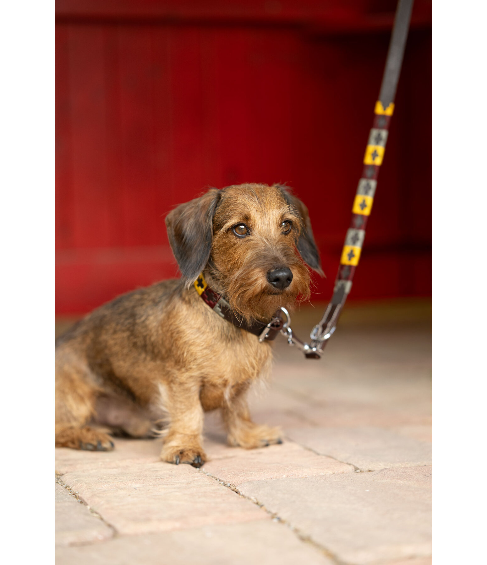 Set: Leder-Hundehalsband und -leine Polo Sports