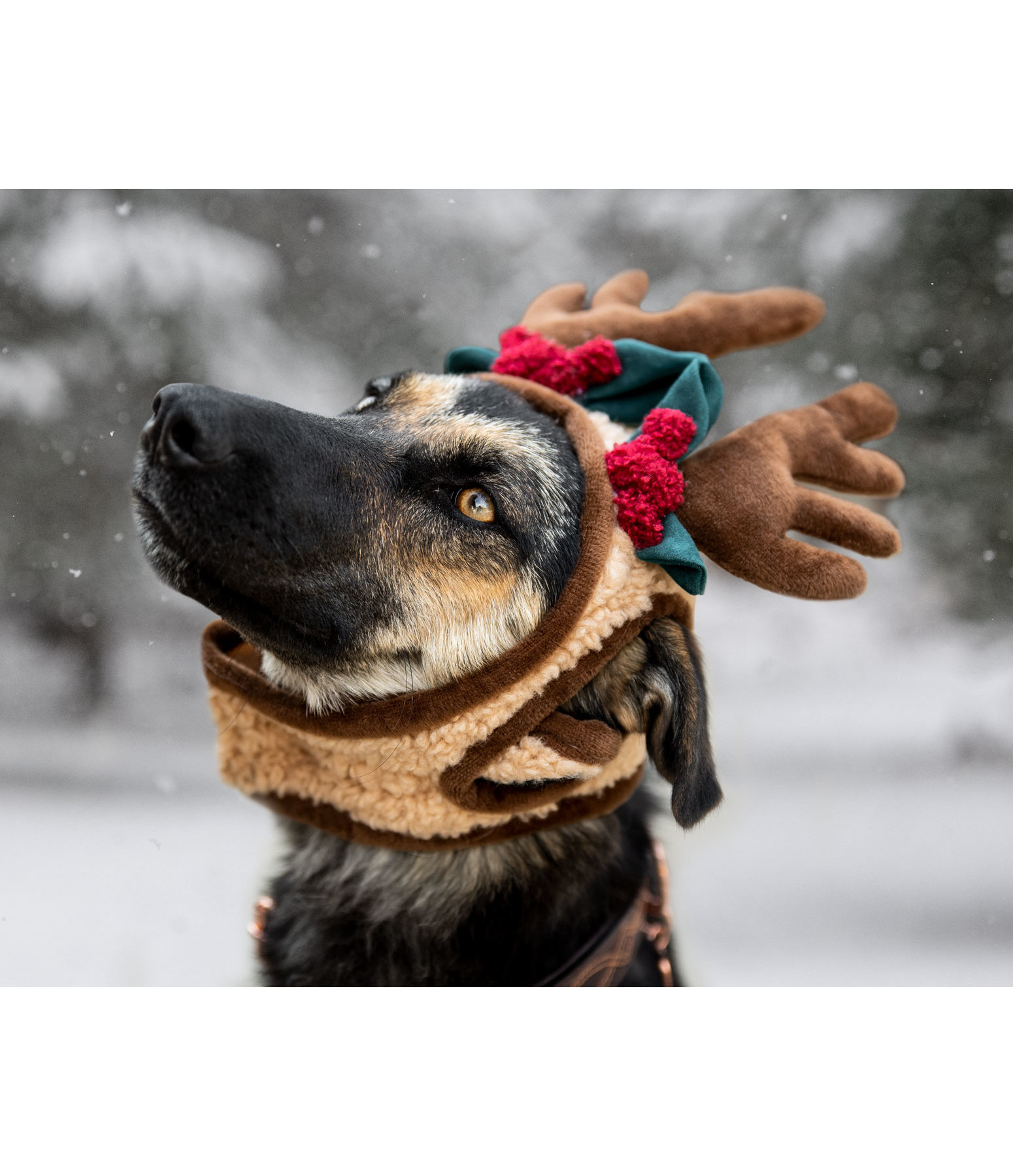 Weihnachtsgeweih Rudolph fr Hunde