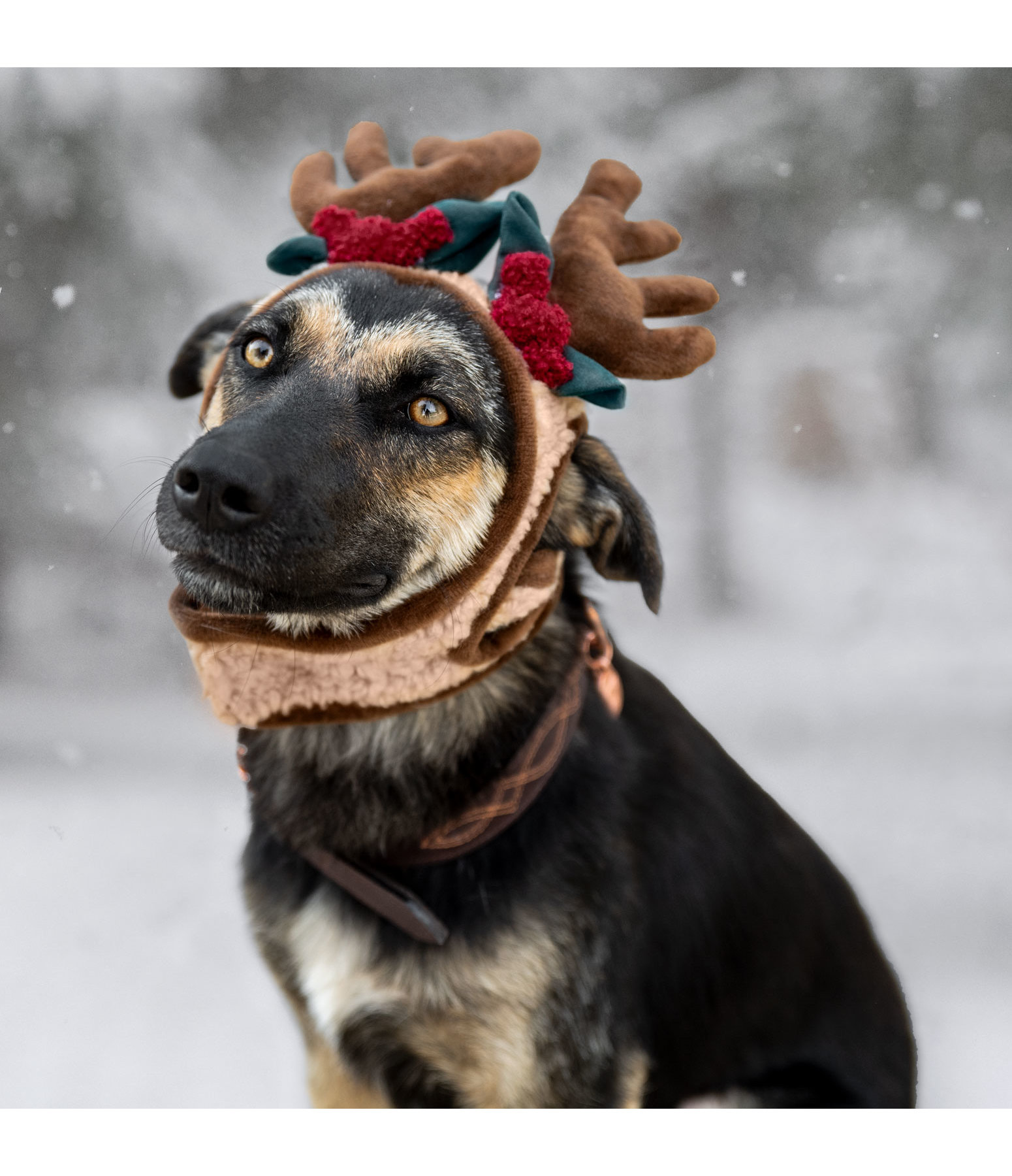 Weihnachtsgeweih Rudolph fr Hunde