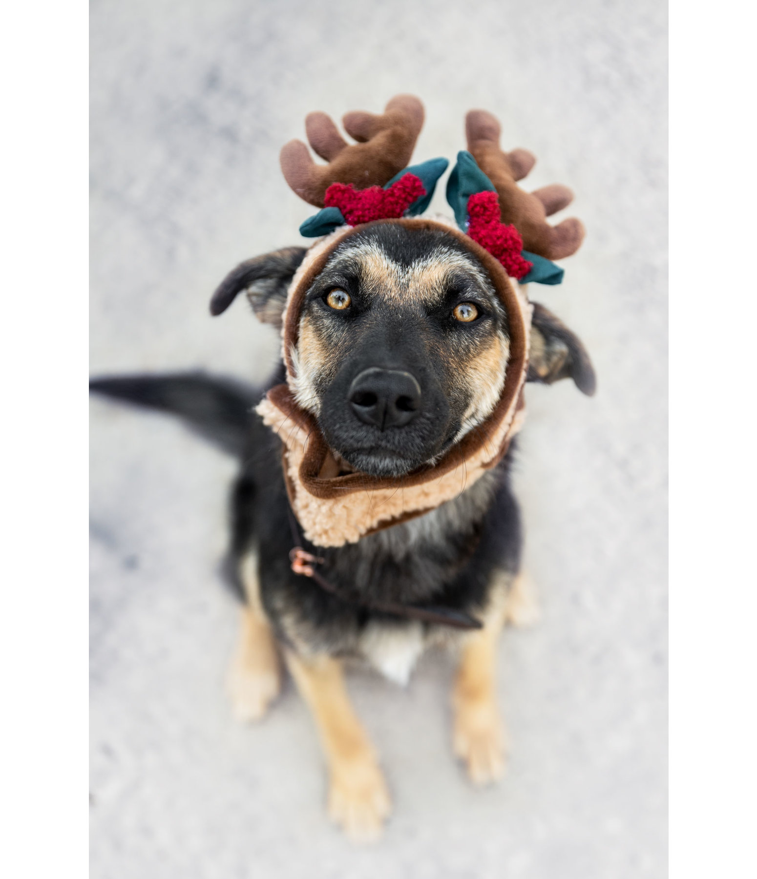 Weihnachtsgeweih Rudolph fr Hunde