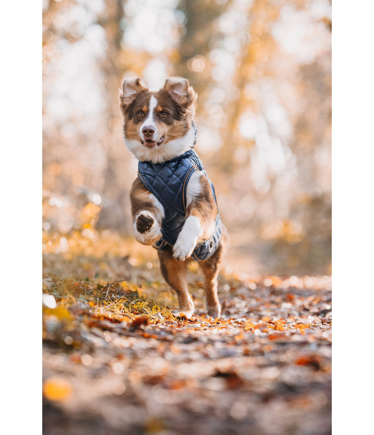 Hundemantel Archie mit Teddyfleece-Innenfutter, 160 g