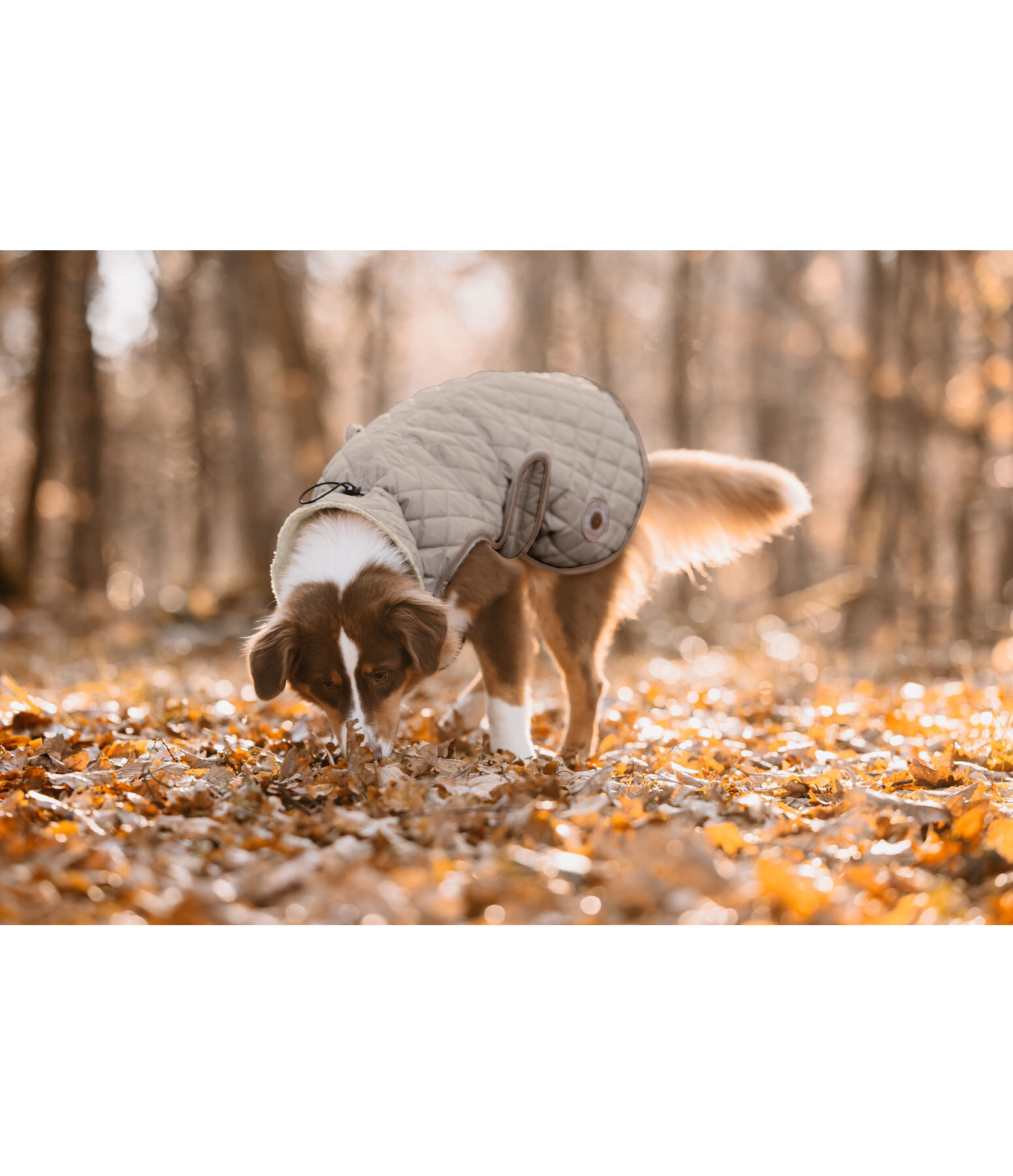 Hundemantel Archie mit Teddyfleece-Innenfutter, 160 g