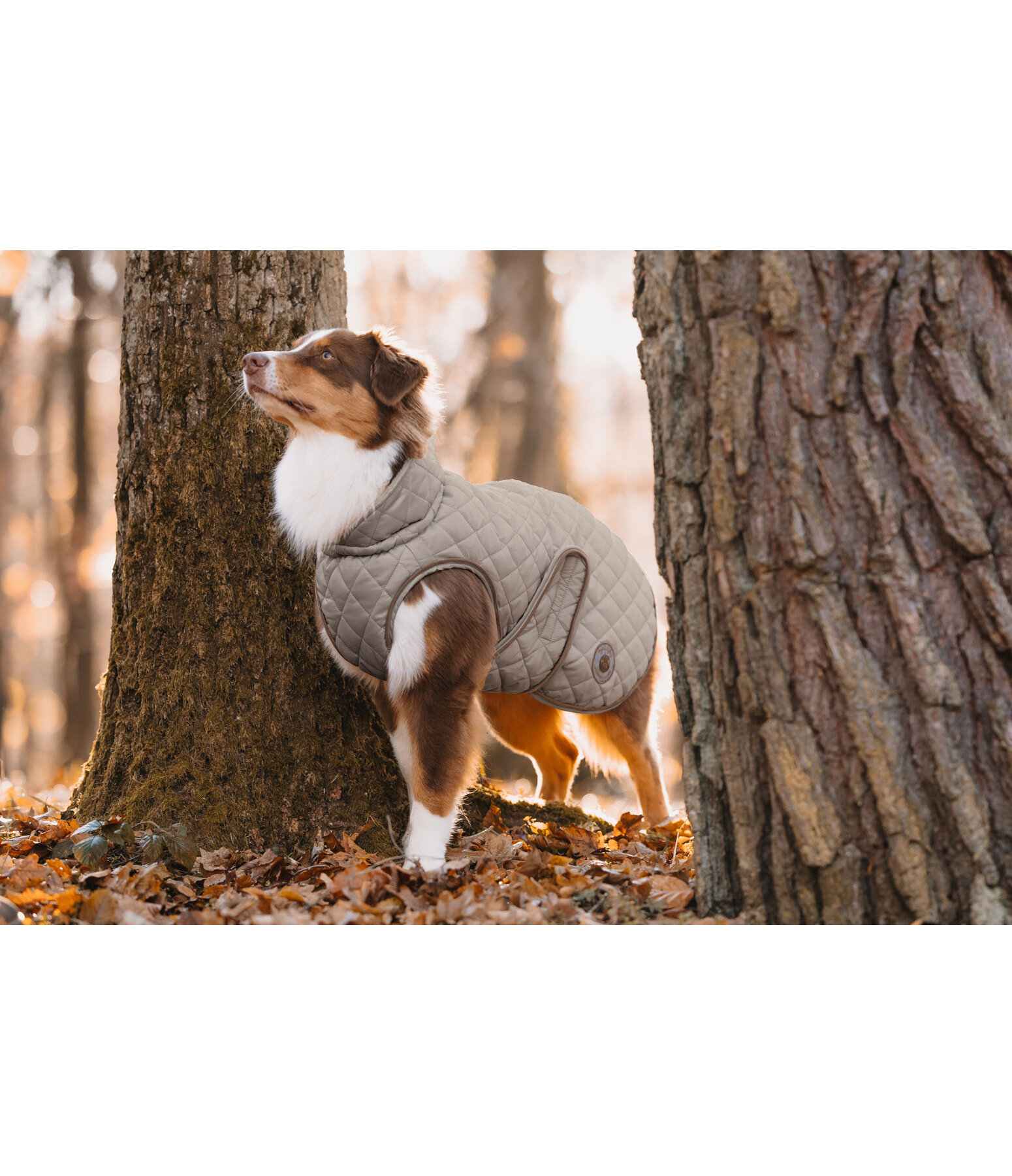 Hundemantel Archie mit Teddyfleece-Innenfutter, 160 g