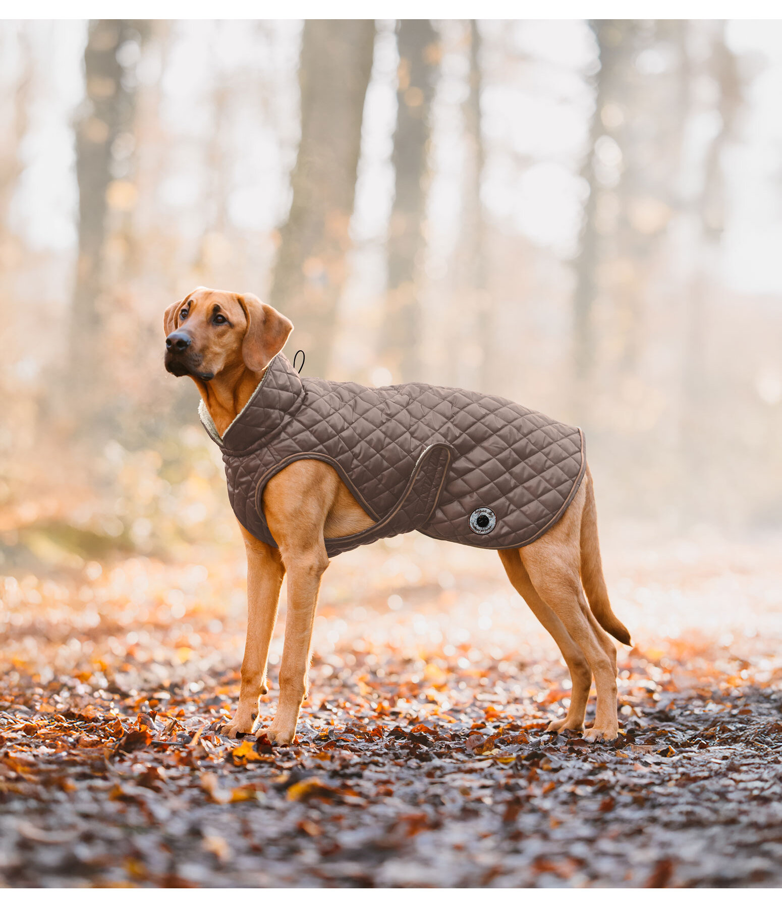 Hundemantel Archie mit Teddyfleece-Innenfutter, 160 g