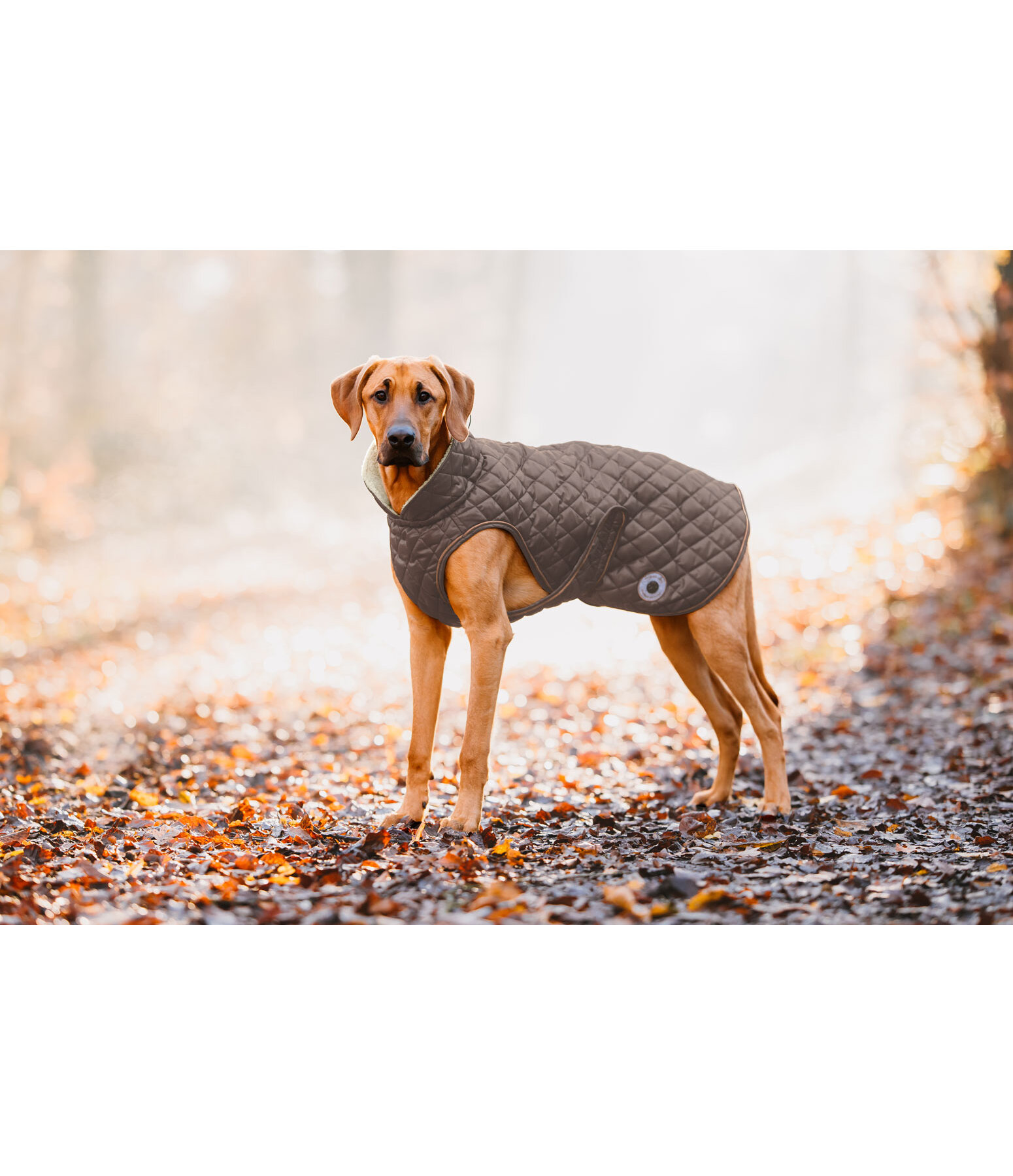 Hundemantel Archie mit Teddyfleece-Innenfutter, 160 g