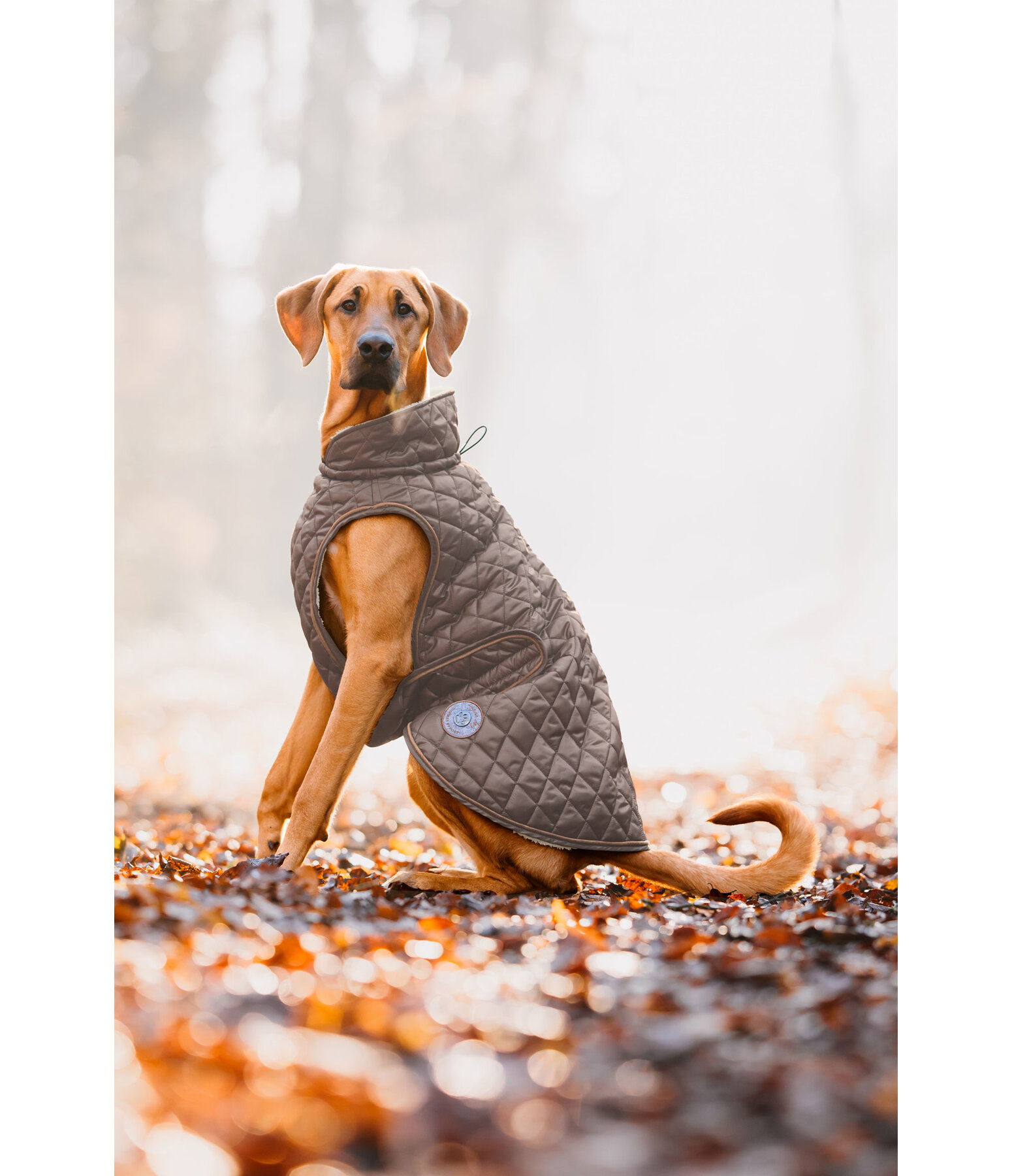 Hundemantel Archie mit Teddyfleece-Innenfutter, 160 g