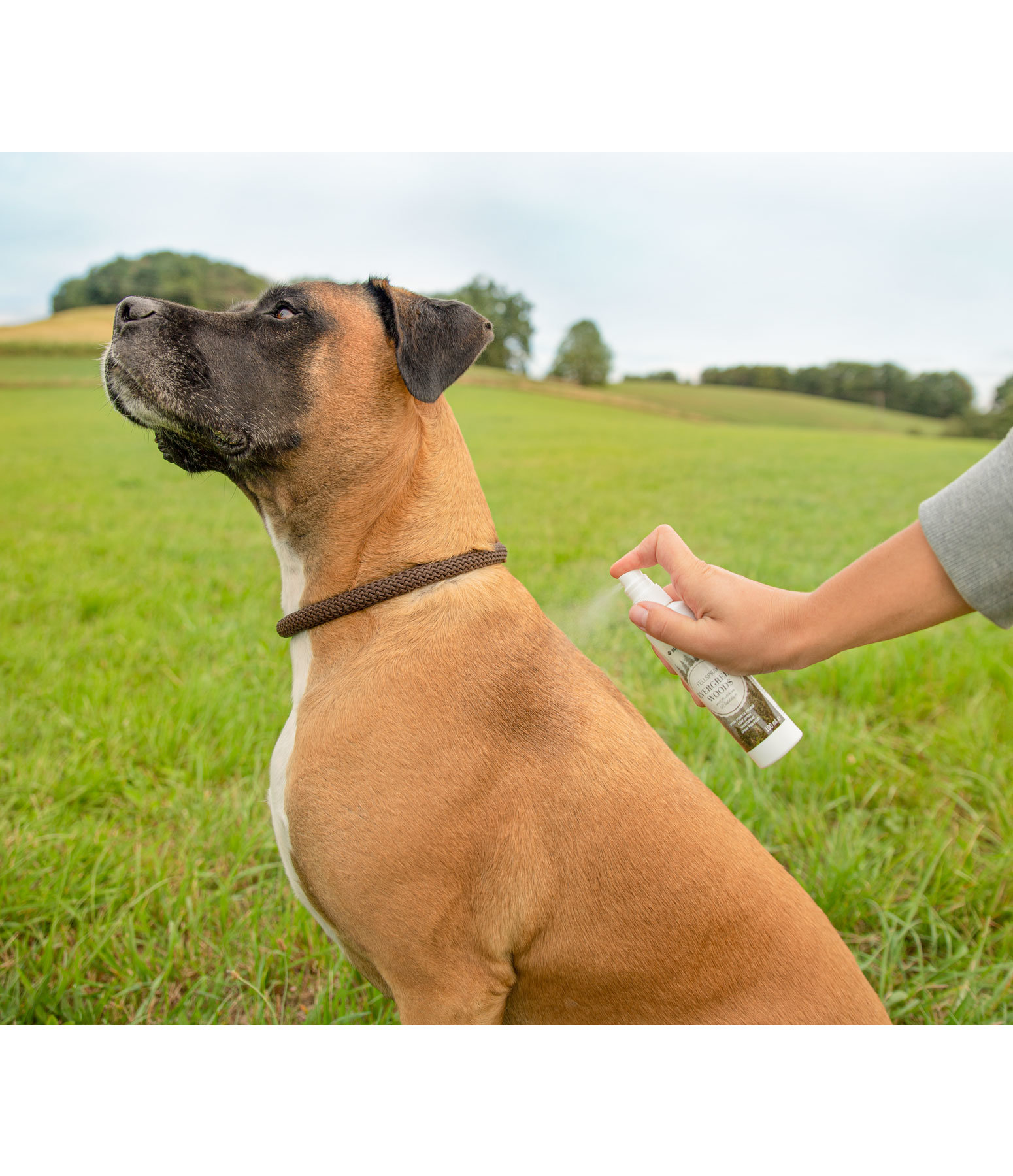 Hunde-Fellspray Evergreen Woods