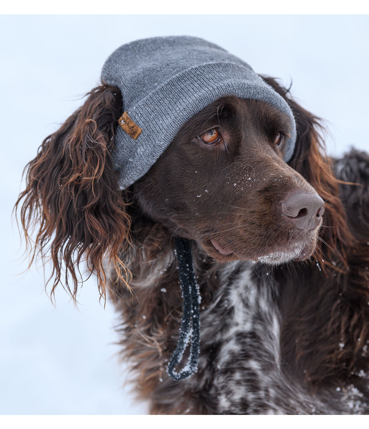 Hunde-Beanie Evin