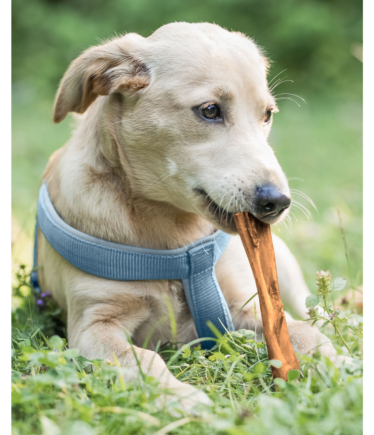 Rinderkopfhaut Hundesnack