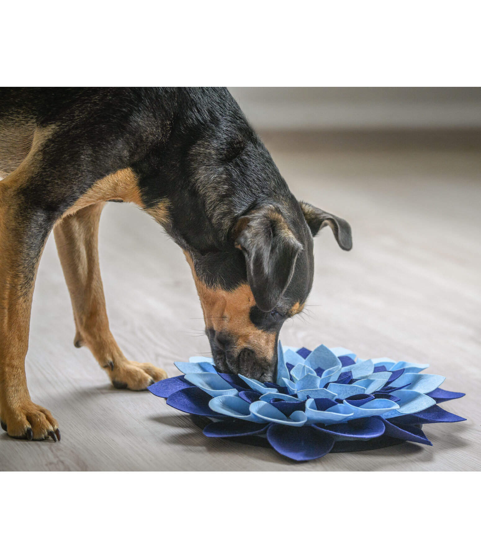 Schnüffel-Teppich für Hunde
