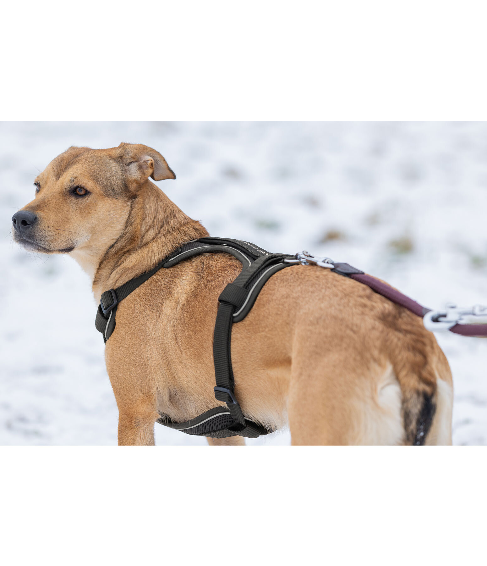 B-Ware:  Hundegeschirr mit Handschlaufe Adventure Seeker