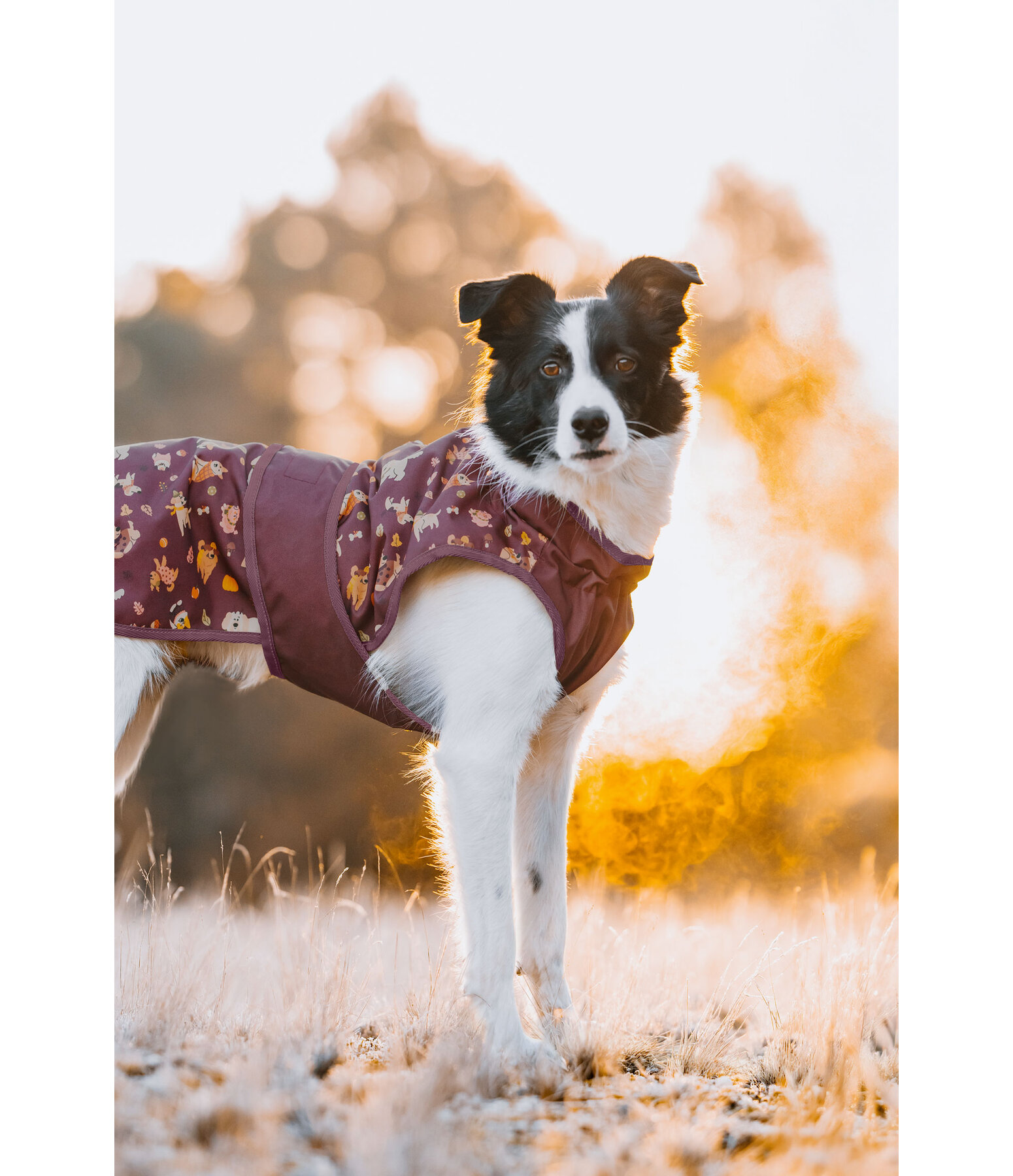 Hunde-Regenmantel Pumpkin Spice, 0 g