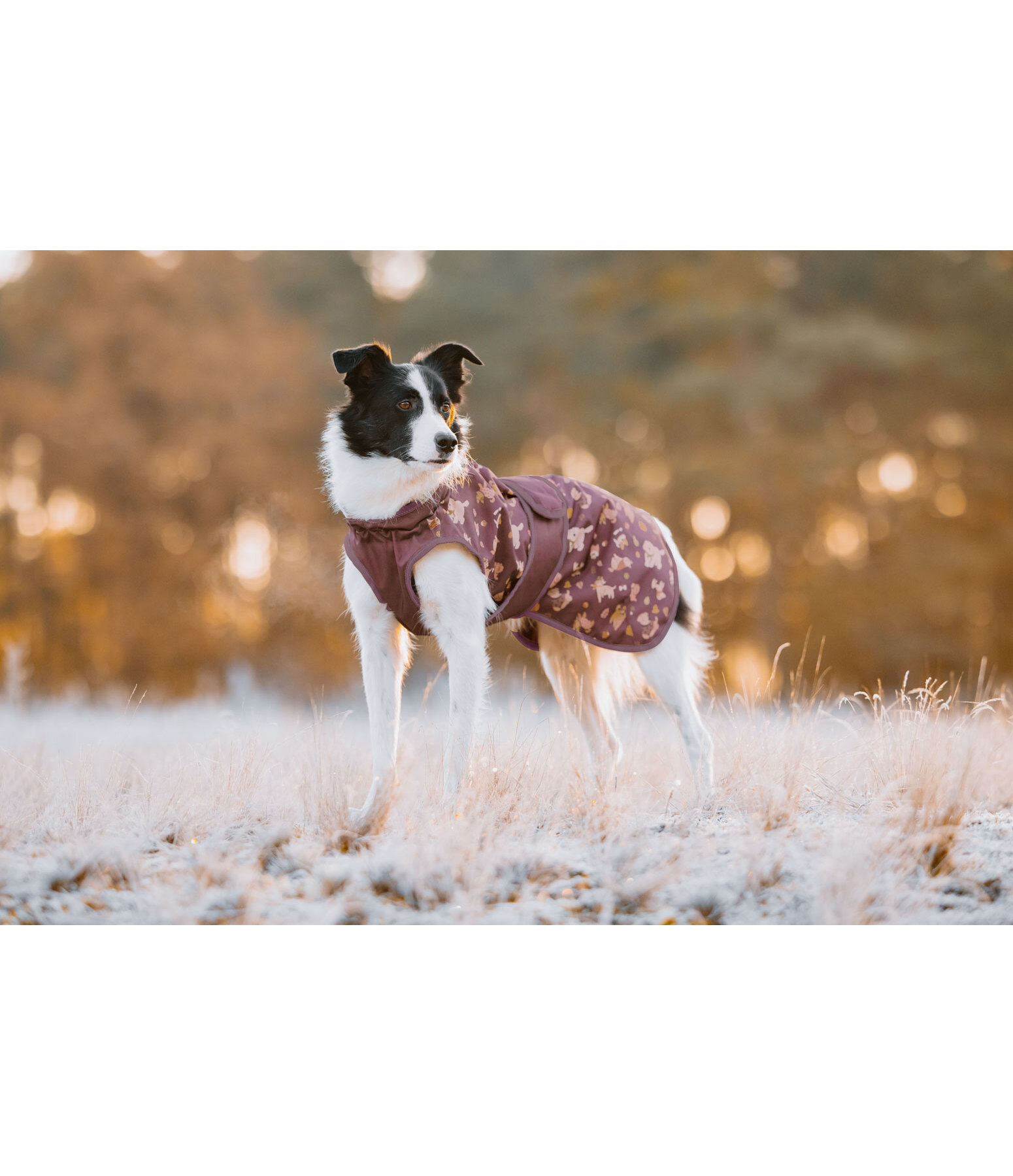 Hunde-Regenmantel Pumpkin Spice, 0 g
